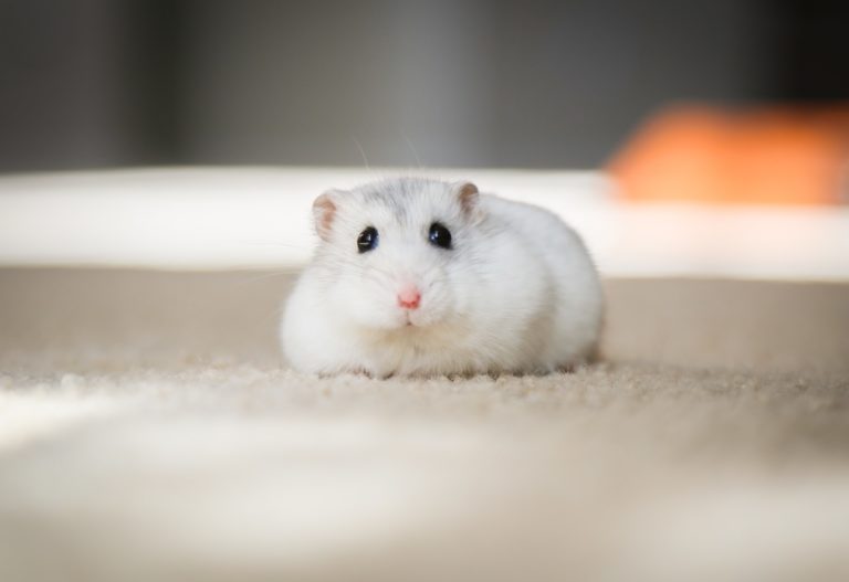 hou oud wordt een hamster