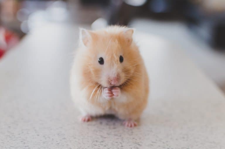 Hamsterkooi