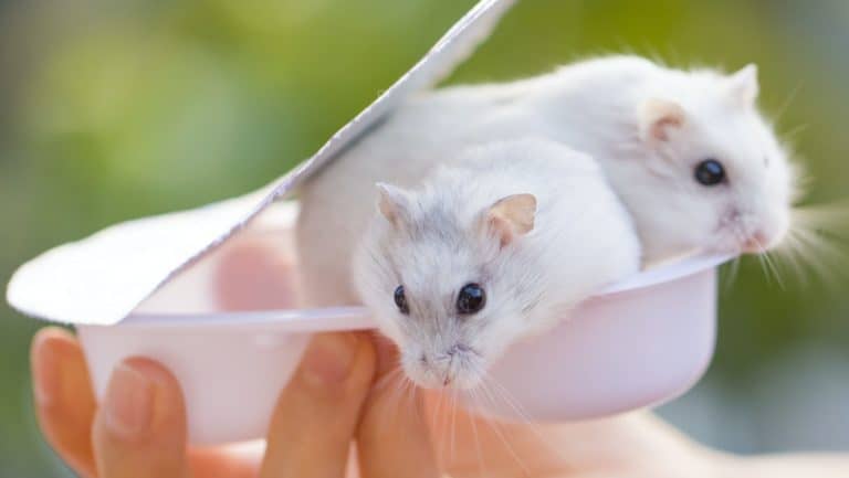 twee hamsters bij elkaar houden