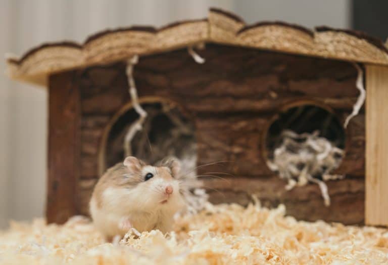 Hoe groot moet een hamsterkooi zijn? Hamsterkooi Kopen