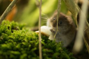 hamster laten wennen aan jou