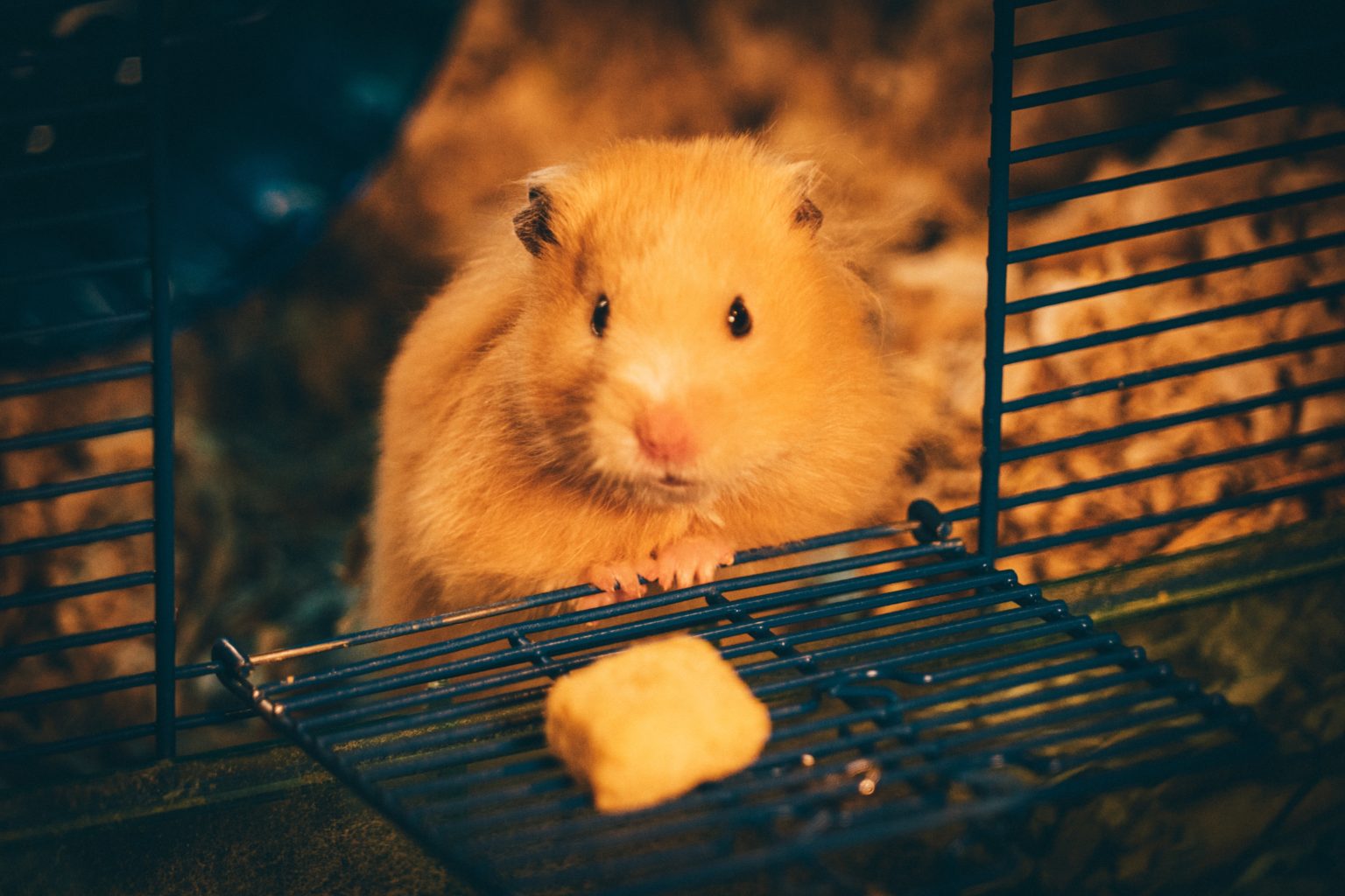 Hamster Tam Maken: 4 Eenvoudige Stappen [2025]