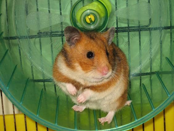 Hamster looprad